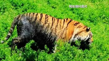 南昌黑虎爆料视频,一窥城市背后真相  第2张